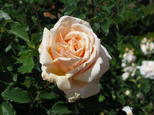  photo DiamondJubileeatfiloliIMG_0986_zps9aae789b.jpg